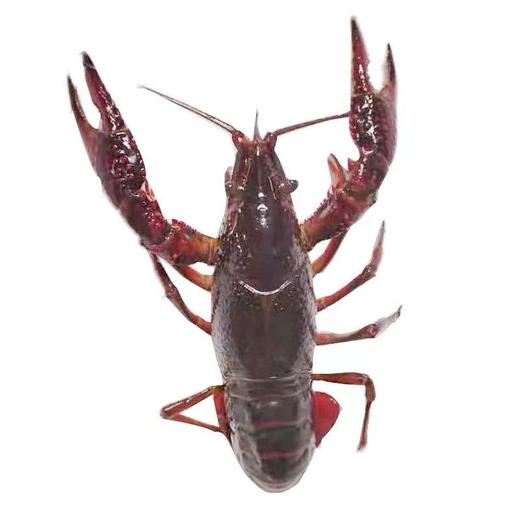 大号小龙虾 1斤20只左右（送货路上不保活） 商品图1