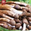 【品质精选】凉山鲜鸡枞菌1斤/2斤装 商品缩略图0