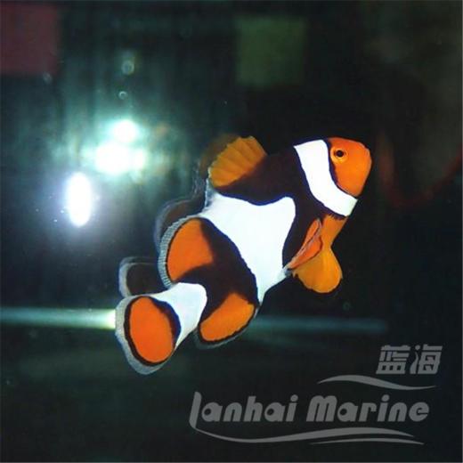 新几内亚全黑背心 商品图7