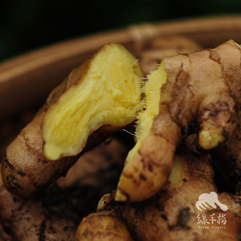 生态小黄姜 | 合作生产* Organic ginger  | Coproduction