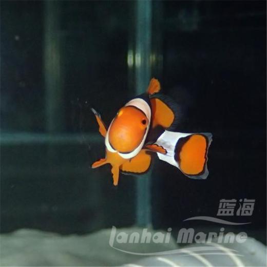 新几内亚全黑背心 商品图5