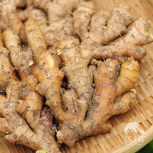 生态小黄姜 | 合作生产* Organic ginger  | Coproduction 商品图3