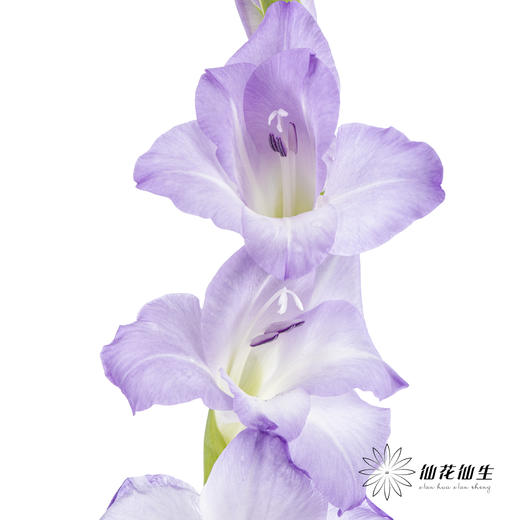 剑兰 | 剑兰渐变紫 商品图1