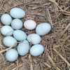【30枚送10枚】五黑鸡鸡蛋  林间散养 ，2-3天才能下一颗蛋，营养好 商品缩略图4