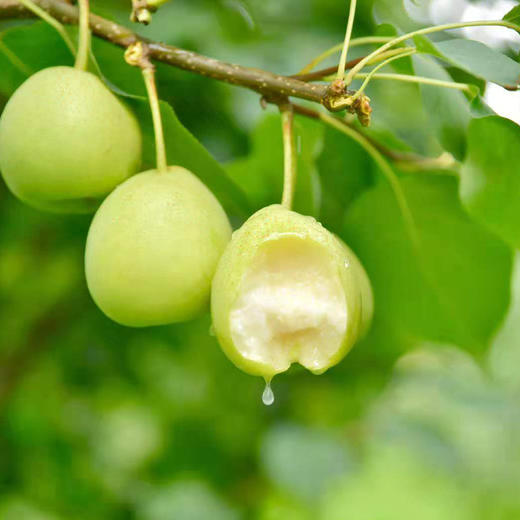 攀枝花-谜梨 商品图4