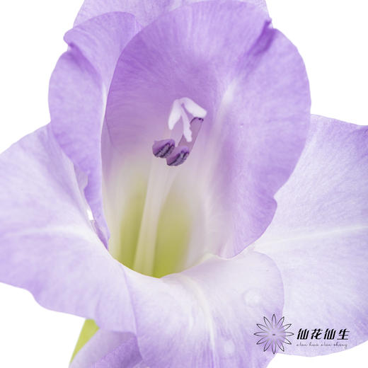 剑兰 | 剑兰渐变紫 商品图3