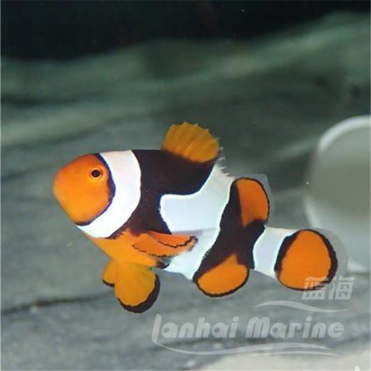 新几内亚全黑背心 商品图9