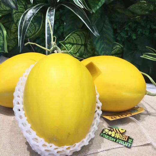 特级上品金铃黄金蜜露瓜295斤装