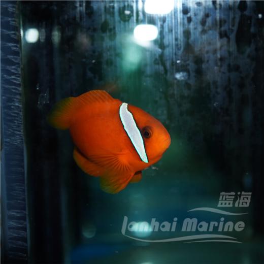 红小丑 商品图3