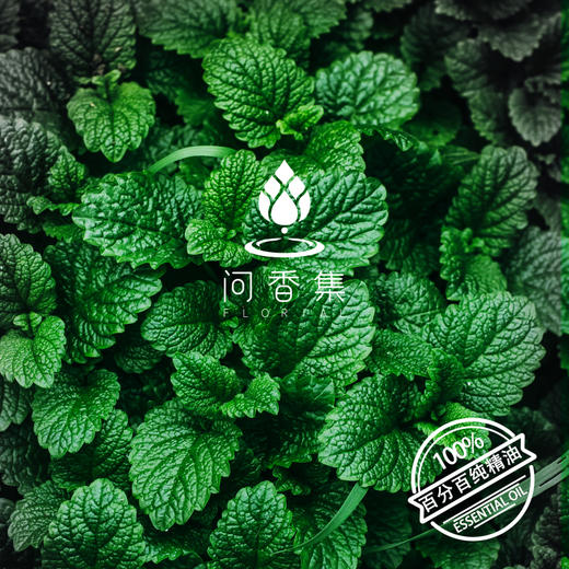问香集  精油套装6瓶   迷迭香（马鞭草）/ 柠檬香茅/ 佛手柑/薰衣草/芳樟/ 茶树 商品图9