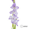 剑兰 | 剑兰渐变紫 商品缩略图0
