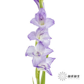剑兰 | 剑兰渐变紫