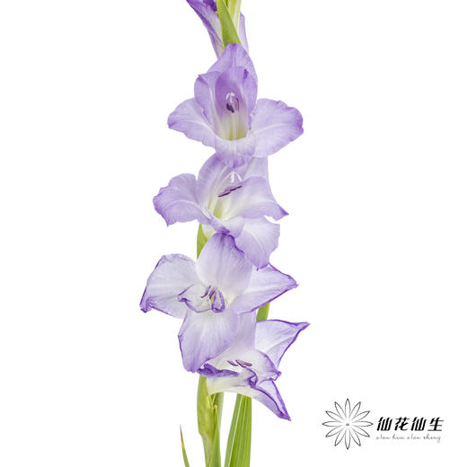 剑兰 | 剑兰渐变紫 商品图0