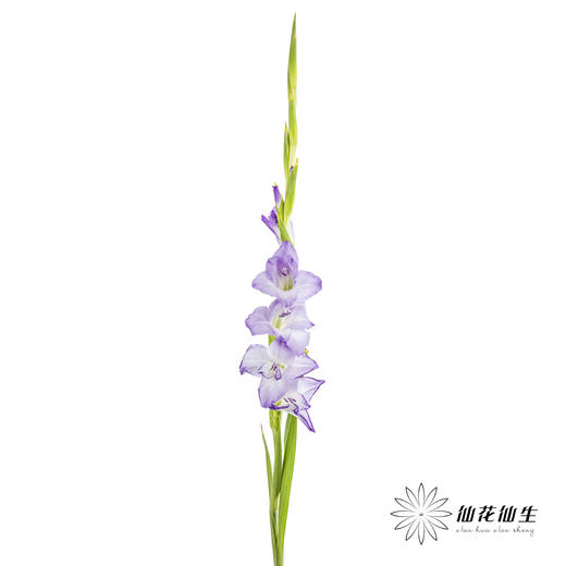 剑兰 | 剑兰渐变紫 商品图4