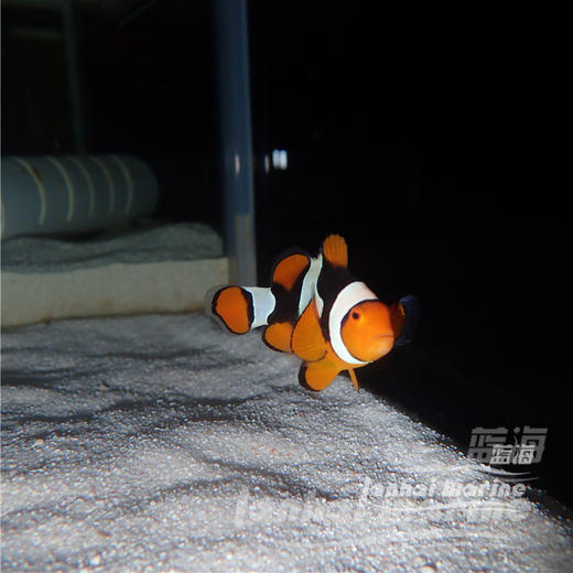 新几内亚全黑背心 商品图10