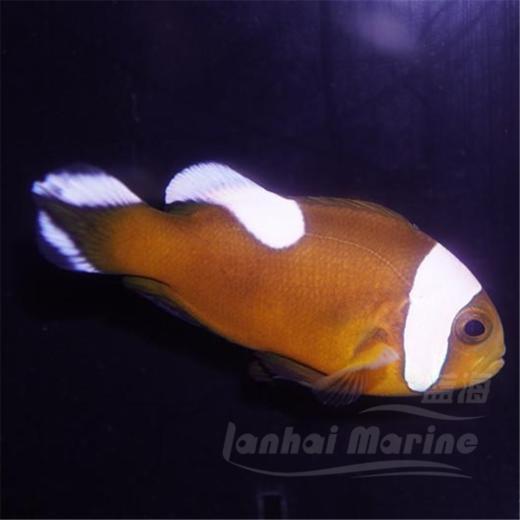 安背小丑 商品图5