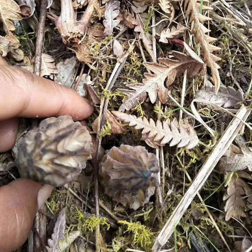 【云南野生羊肚菌】纯野生不掺假 
野生羊肚菌肉厚菌香 新货 包邮 商品图9