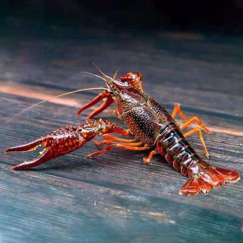 大号小龙虾 1斤20只左右（送货路上不保活）