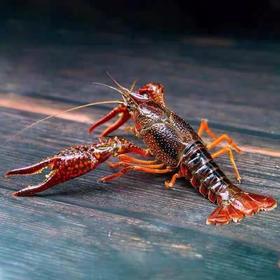 大号小龙虾 1斤20只左右（送货路上不保活）