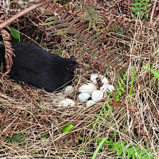 【30枚送10枚】五黑鸡鸡蛋  林间散养 ，2-3天才能下一颗蛋，营养好 商品图3