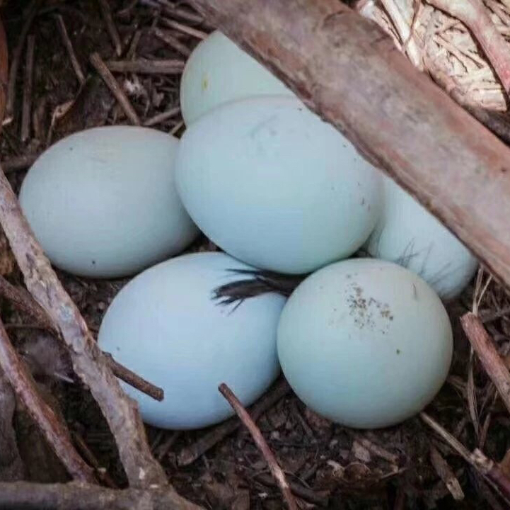【30枚送10枚】五黑鸡鸡蛋  林间散养 ，2-3天才能下一颗蛋，营养好