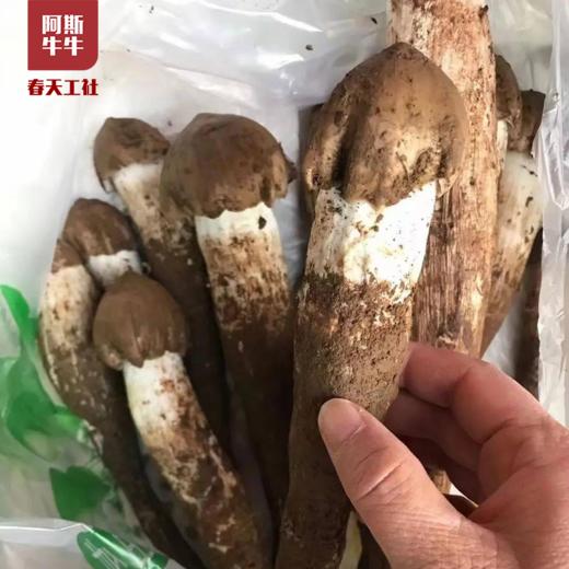 【品质精选】凉山鲜鸡枞菌1斤/2斤装 商品图1