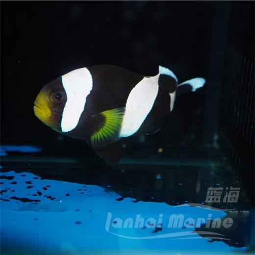 黑豹小丑 商品图4