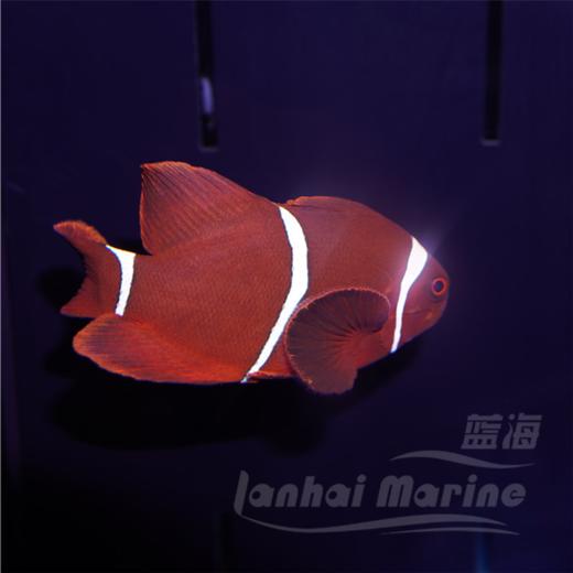 透红小丑 商品图5