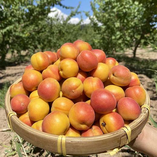 新疆阿克苏兵团小红杏【3斤60-80枚】 商品图0