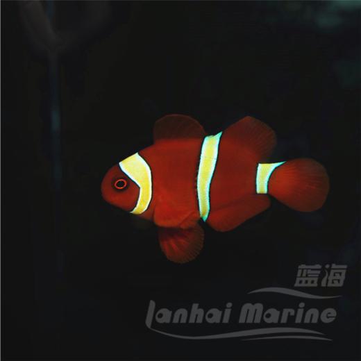 金透红小丑 商品图1