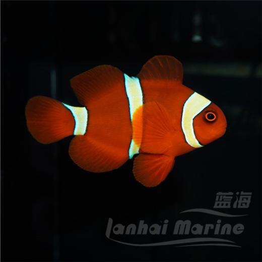 金透红小丑 商品图5