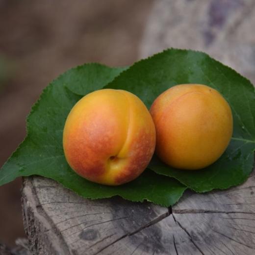 新疆阿克苏兵团小红杏【3斤60-80枚】 商品图2