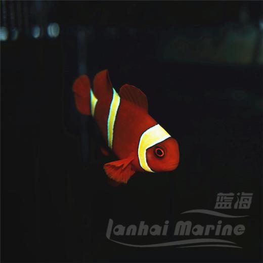 金透红小丑 商品图3