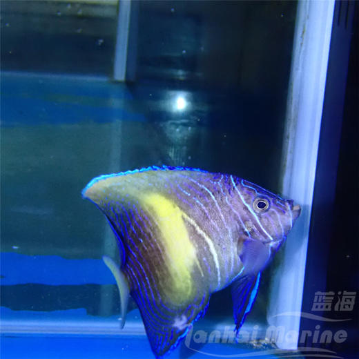 人工紫月 商品图11