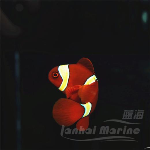 金透红小丑 商品图4