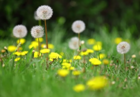  它是长在田间路边的野草，却被誉为用途最广的人体“排毒草” 