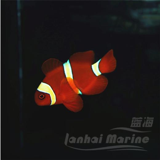 金透红小丑 商品图2