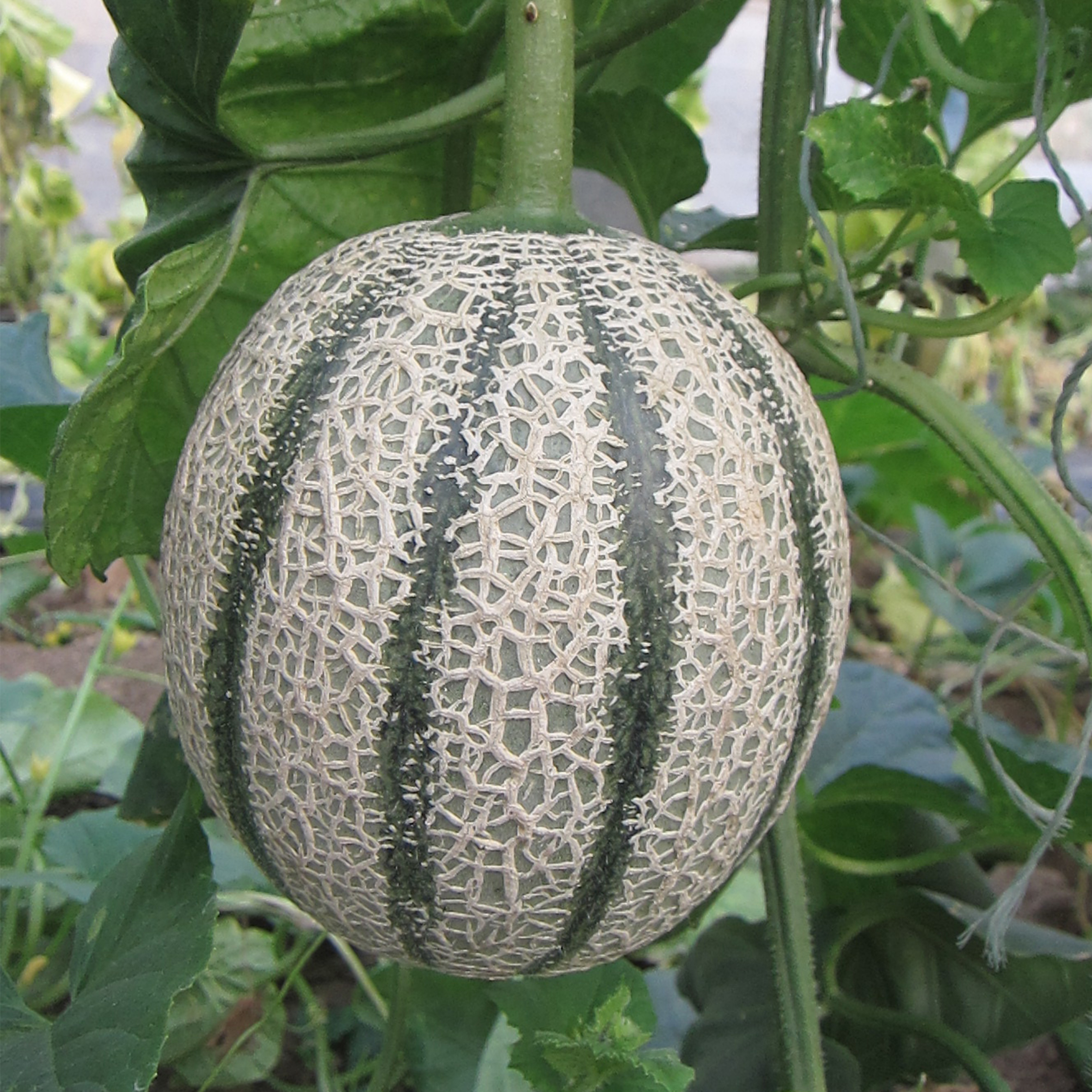 [庭院种子] 篮球网纹瓜种子 "万香"