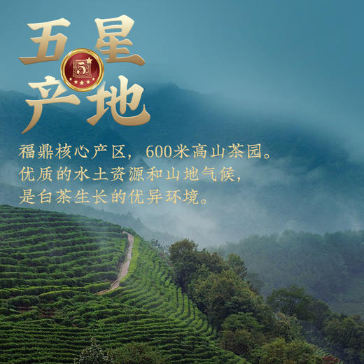 传奇会茶叶 正宗福鼎老白茶白毫银针 陈香高山紧压老白茶茶饼共300g 商品图8
