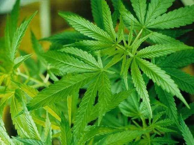 织纡·汉麻珍珠纤维袜│汉麻 珍珠共混纤维,透气排汗,像踩在棉花上