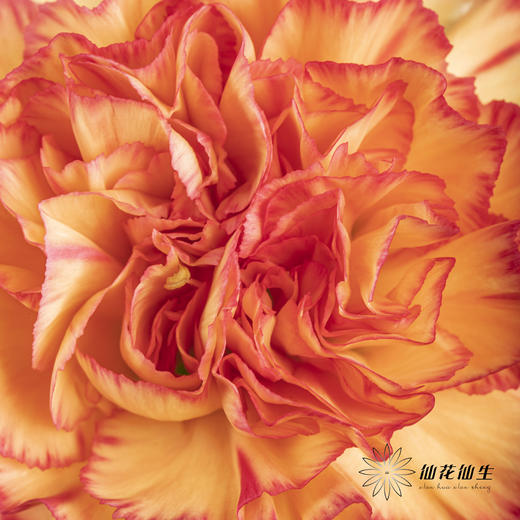 单头康乃馨 | 彩虹 商品图2