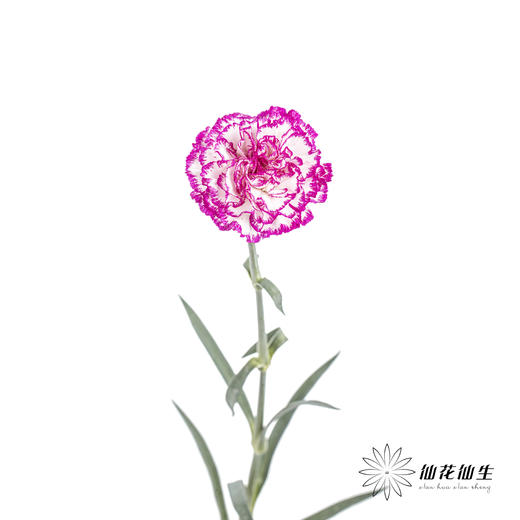 单头康乃馨 | 飞碟 商品图3