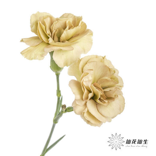 多头康乃馨 | 土星 商品图3