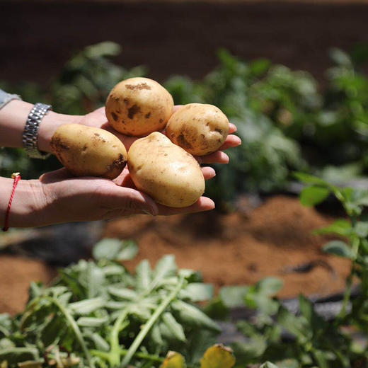 鸿翠园 有机新小土豆 商品图0