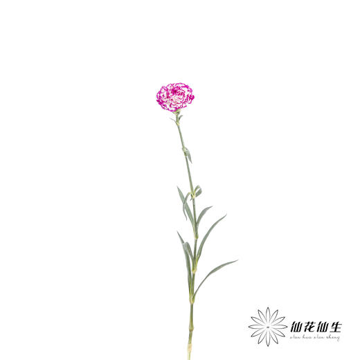 单头康乃馨 | 飞碟 商品图4