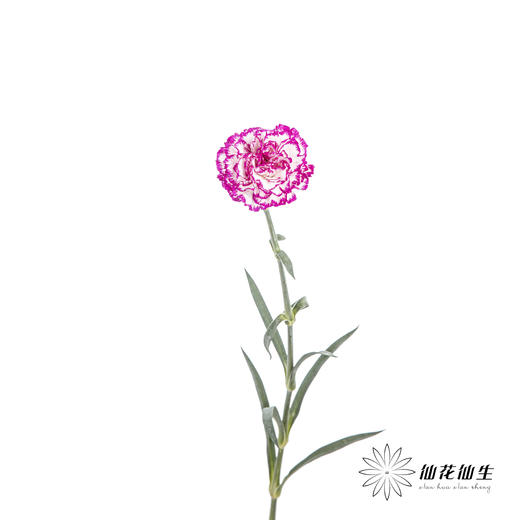 单头康乃馨 | 飞碟 商品图5
