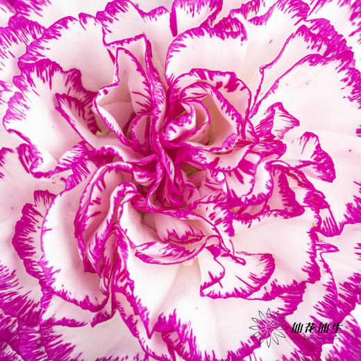 单头康乃馨 | 飞碟 商品图2