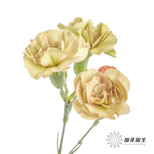 多头康乃馨 | 土星 商品图1