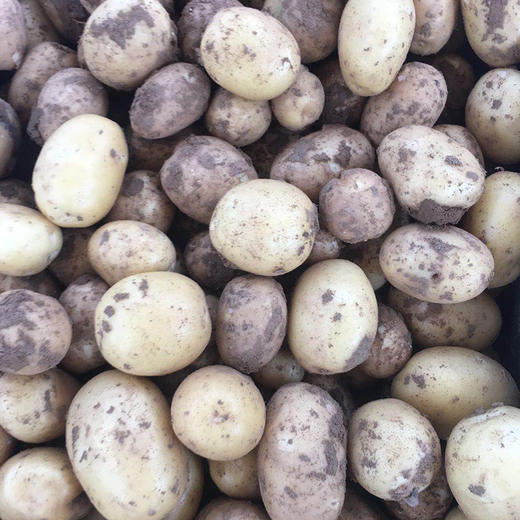 鸿翠园 有机新小土豆 商品图2