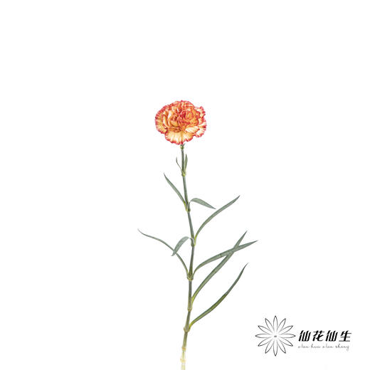 单头康乃馨 | 彩虹 商品图4